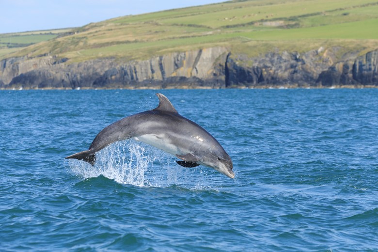 dolphin