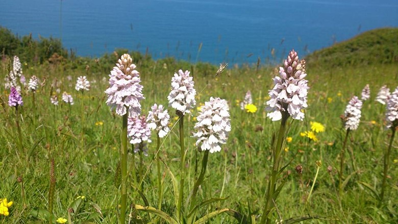 wild flowers