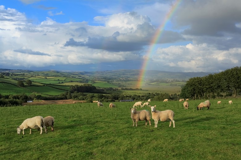 sheep