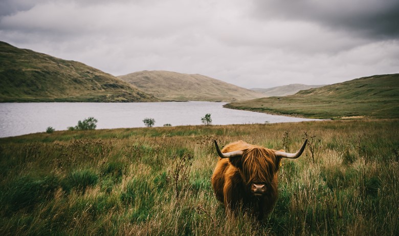 cow
